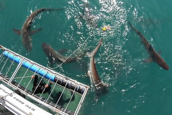 Shark Explorers - Booking Information