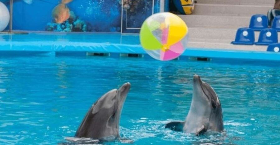 Sharm El-Sheikh: Dolphin Show & Optional Swimming W/Dolphins - Good To Know
