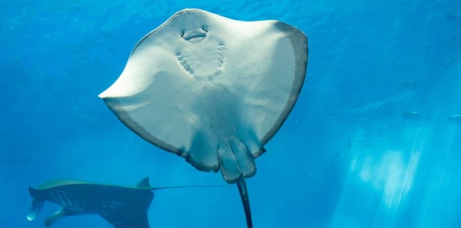 Sharm El Sheikh: Glass Bottom Boat Tour & Private Transfer - Good To Know