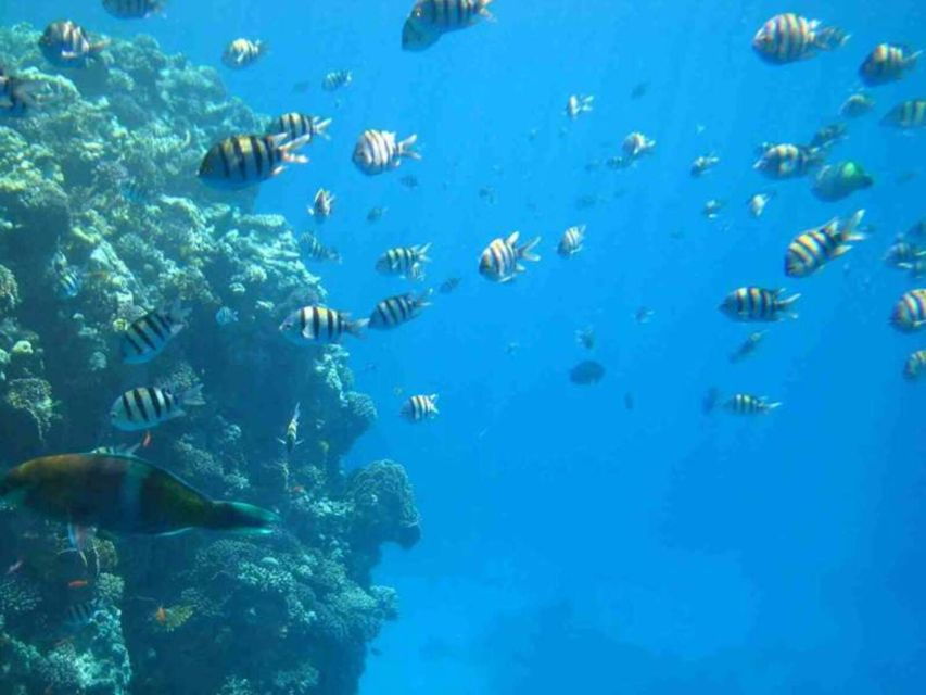 Sharm El-Sheikh: Panoramic Glass Bottom Boat Adventure - Good To Know