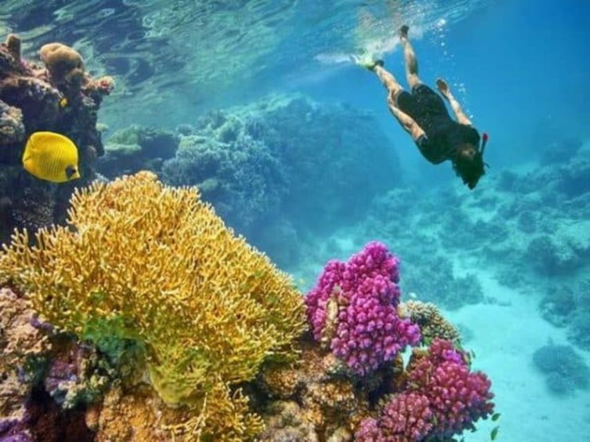 Sharm El Sheikh: Private Speedboat Afternoon Snorkeling Tour - Good To Know