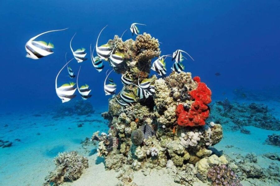 Sharm El Sheikh: Tiran Island Boat Trip W Private Transfers - Good To Know