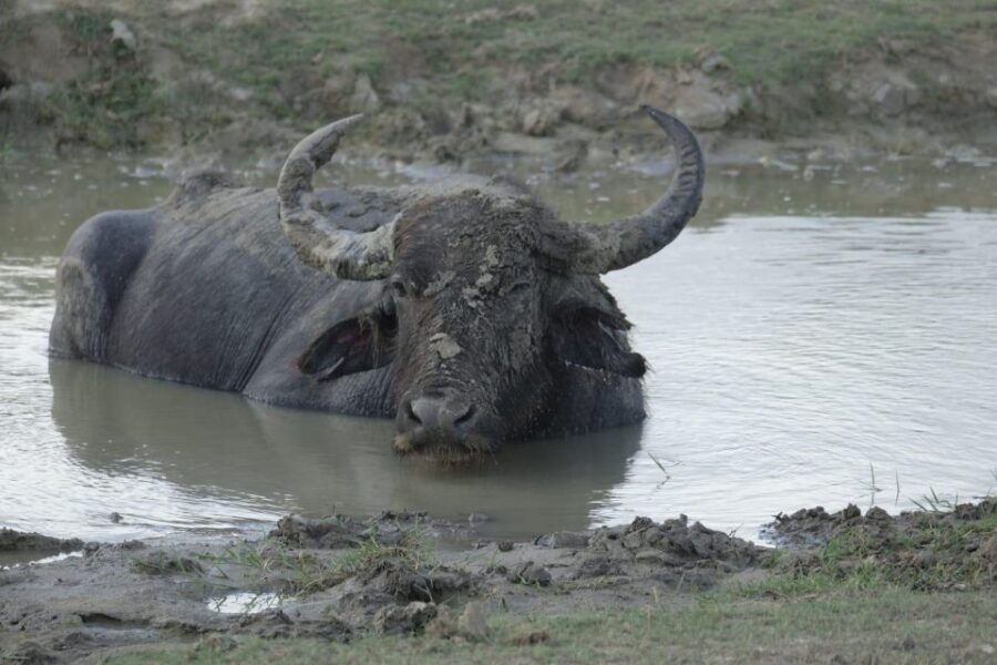 She Is Going on a Udawalawe Safari
