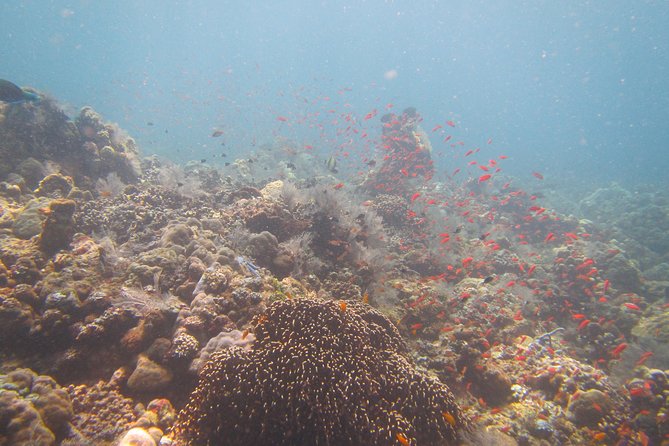 Shipwreck Snorkelling in Tulamben - Good To Know