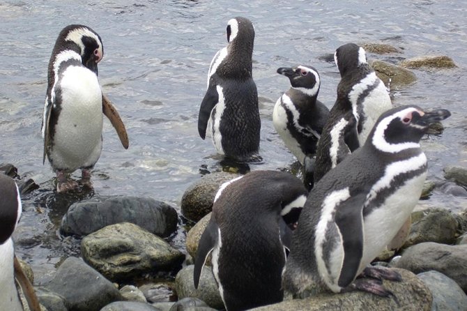 Shore Excursion: Magellan Penguins Natural Reserve in Magdalena Island From Punta Arenas - Tour Overview
