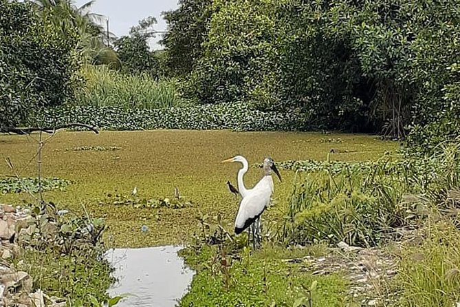 Shore Excursion: Nature and Historic City Tour of Belize - Good To Know