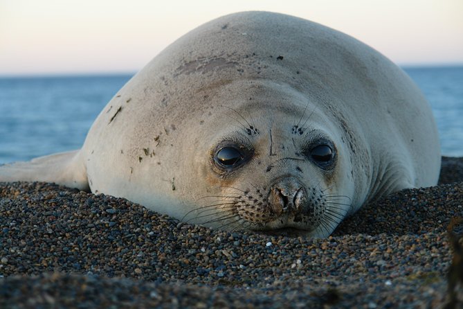 Shore Excursion Peninsula Valdes With All Inclusive-Puerto Madryn - Good To Know