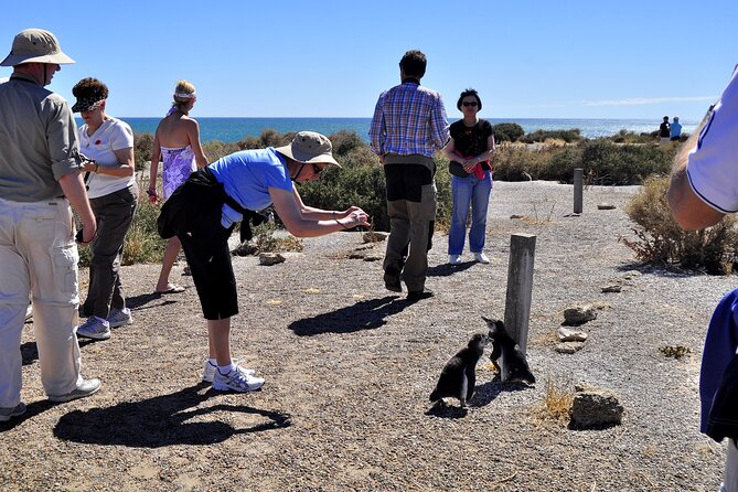 Shore Excursion Punta Tombo With All Inclusive - Puerto Madryn - Good To Know