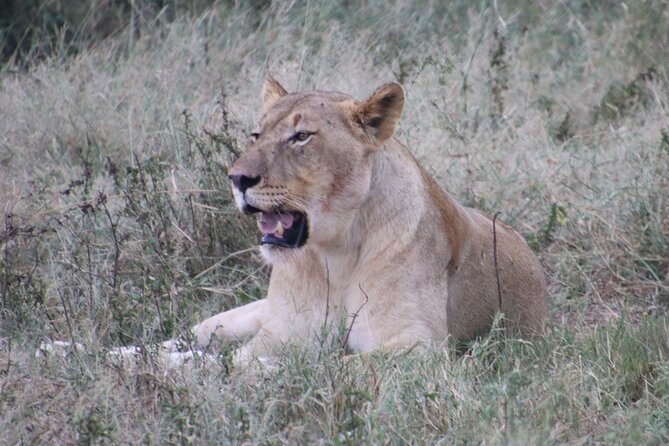 Shore Excursion Richards Bay Big 5 Safari Experience