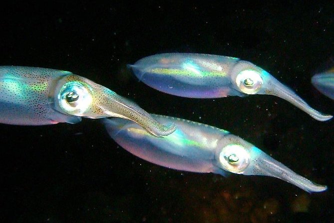 Short Night Dive Tour in Aruba (Feb ) - Good To Know