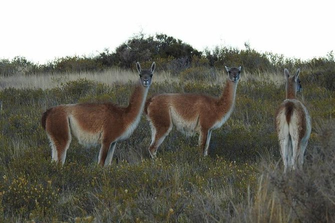 SIB Cruise Shore Excursion Peninsula Valdes - Pto Madryn - Patagonia Argentina - Good To Know