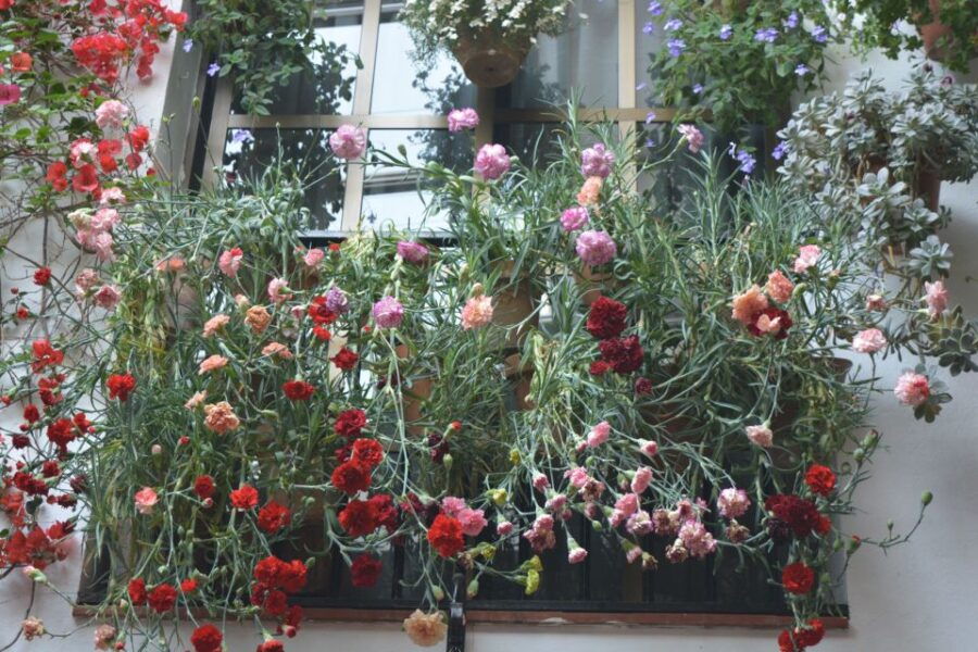 Sights, Sounds, and Scents of Córdoba’s Patios