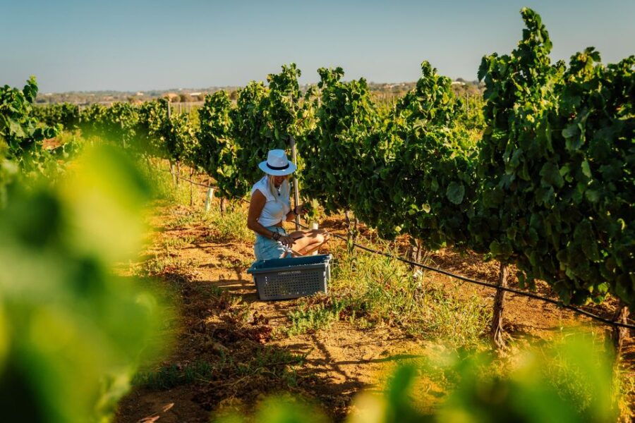 Silves: Algarve Vineyard Tour With Premium Wine Tasting