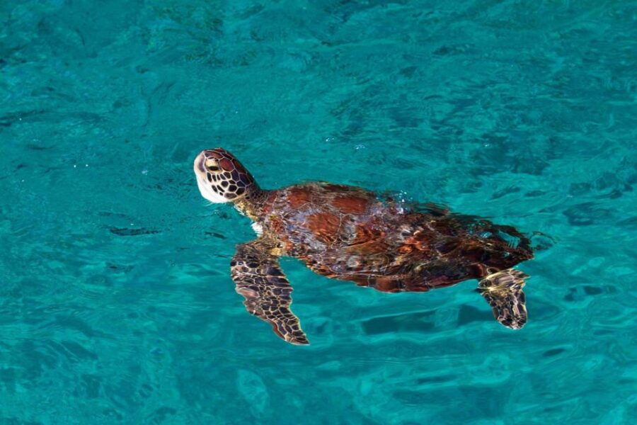 Similan Islands Day Trip: Exploring From Khao Lak & Phuket