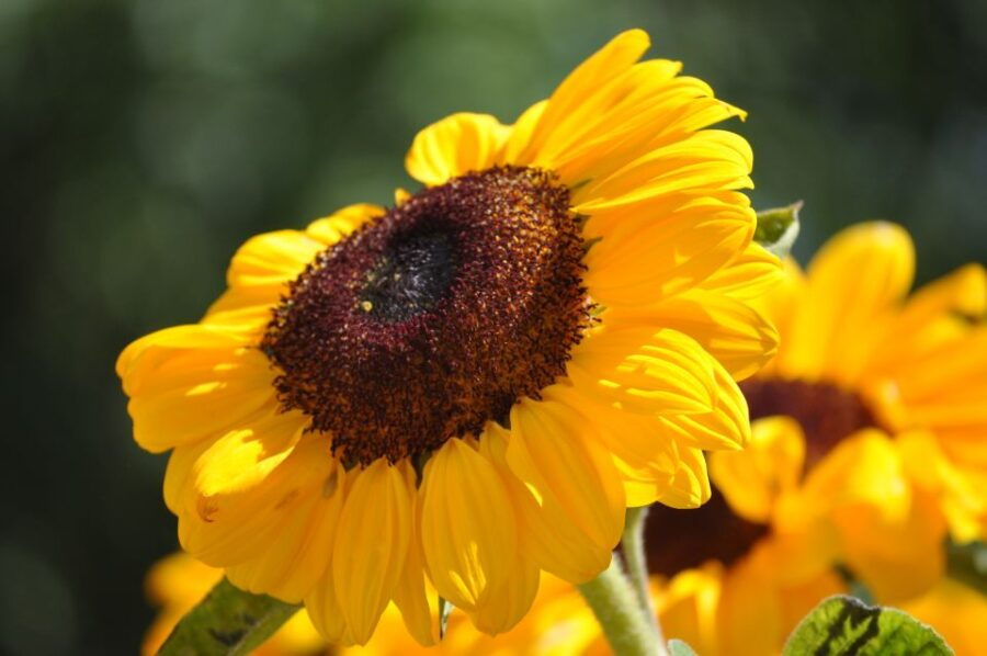 Sintra, Cascais, and Cabo Da Roca Triangle - Private Tour - Good To Know