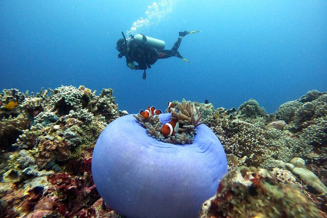 Siquijor Scuba Diving for Beginners - Good To Know