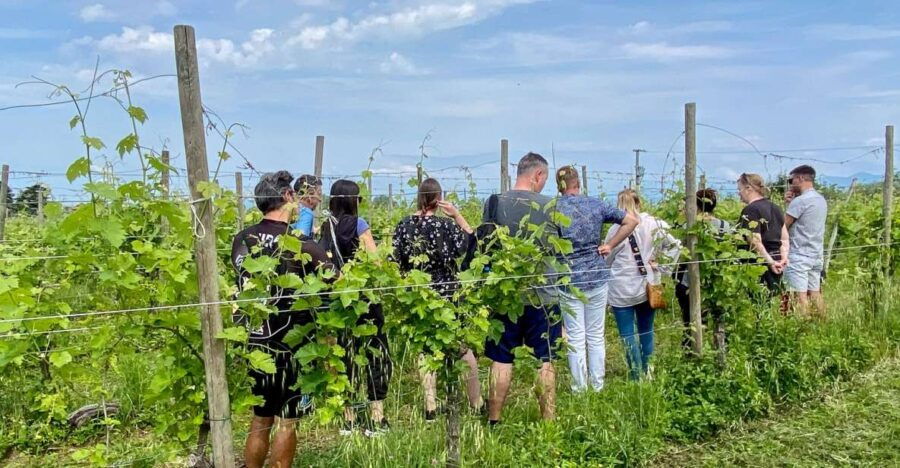Sirmione: Vineyard Tour With Lugana Wines and Local Tastings - Good To Know