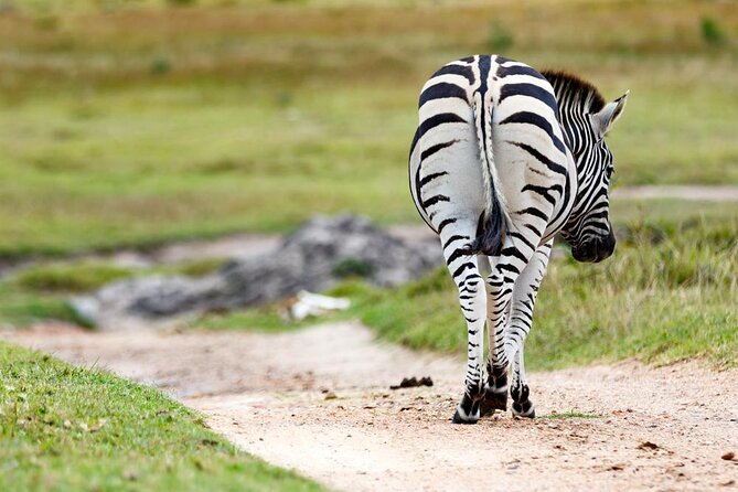 Skip the Line: 2-Hour Guided Game Drive at Kragga Kamma Game Park Ticket