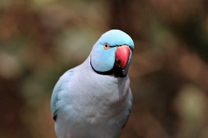 Skip the Line: Birds of Eden Admission Ticket