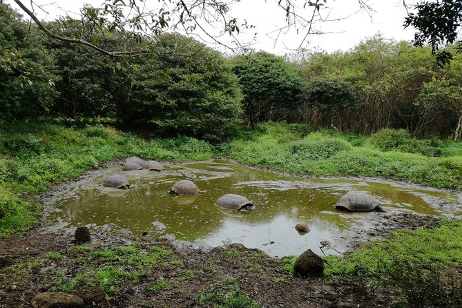 Skip the Line:El Chato 2 Reserve Admission Ticket in Santa Cruz Island,Galapagos