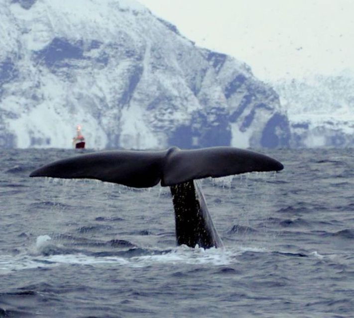 Skjervøy, Arctic Norway: Whales- and Wildlife Tour