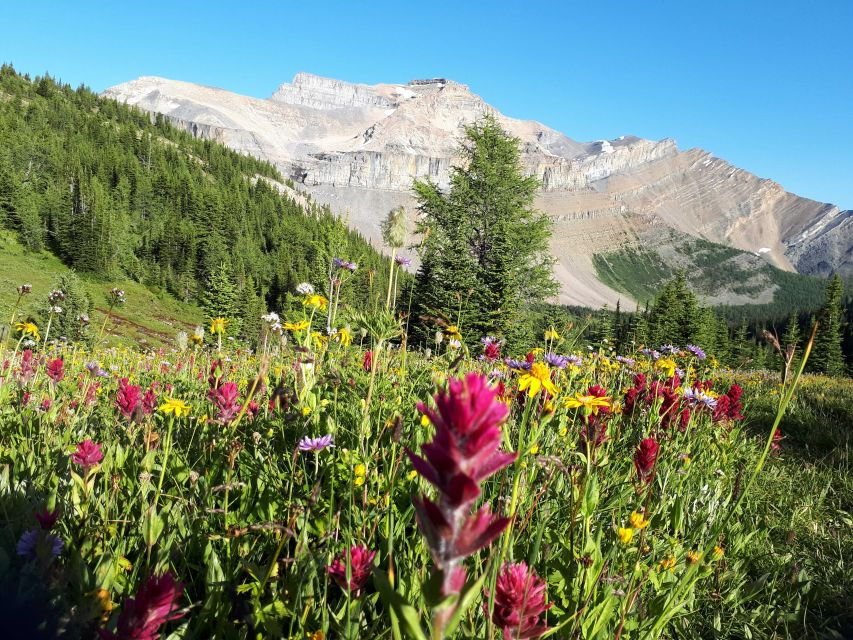 Skoki Lake Louise Daily Guided Hike in the Canadian Rockies