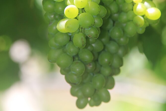 Skywalk Wonders & Wine Delights, Exploring Madeira Untamed Beauty