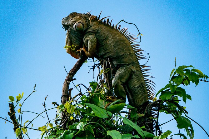 Sloth and Kayak Tour in Punta Uva Beach and Jungle