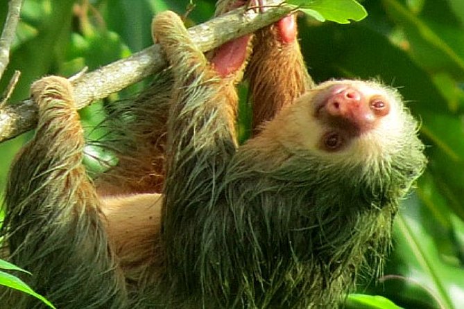 Sloth Tour in La Fortuna