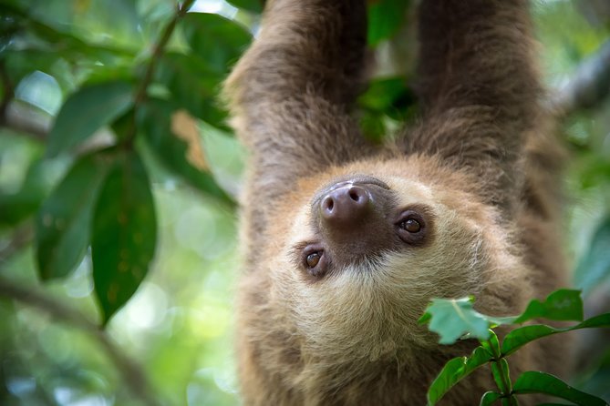 Sloths Lovers Tour. Puerto Limon Shore Excursion