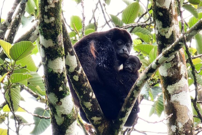Sloths, Rio Celestes & Rainforest With Lunch, Full Day Tour