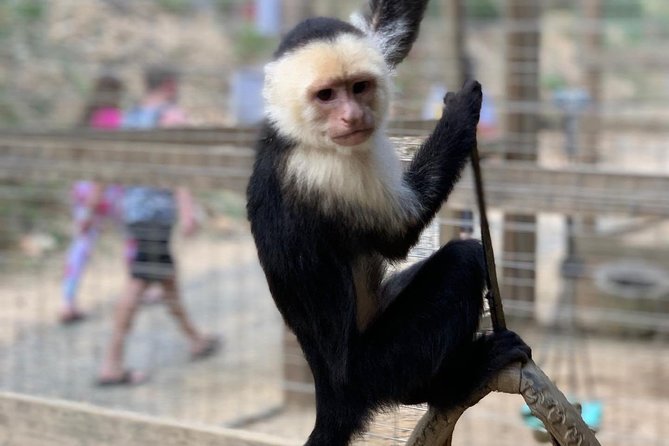 Sloths Sanctuary/Monkeys Play Dune Buggy/ATV Adventure & Private Beach Resort - Good To Know