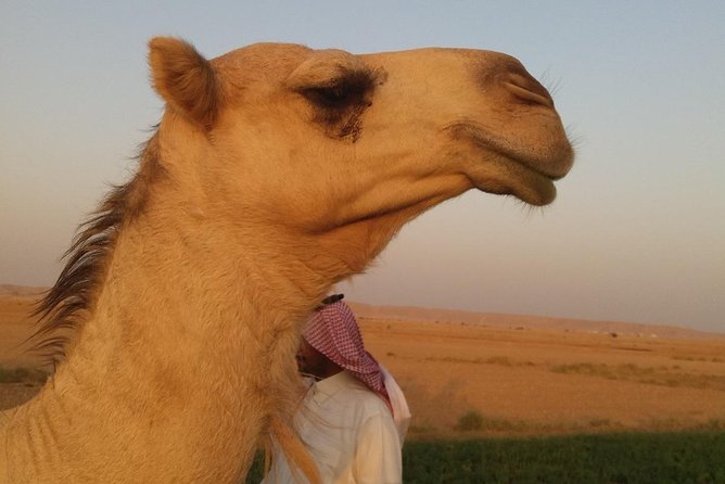 Small Group Adventure Tour in the Kingdom of Saudi Arabia With a German Tour Guide