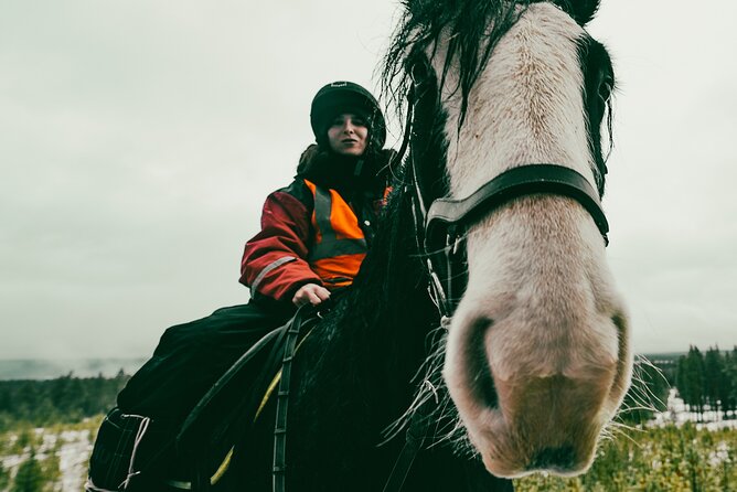 Small-Group Arctic Circle Horse Riding From Rovaniemi - Good To Know