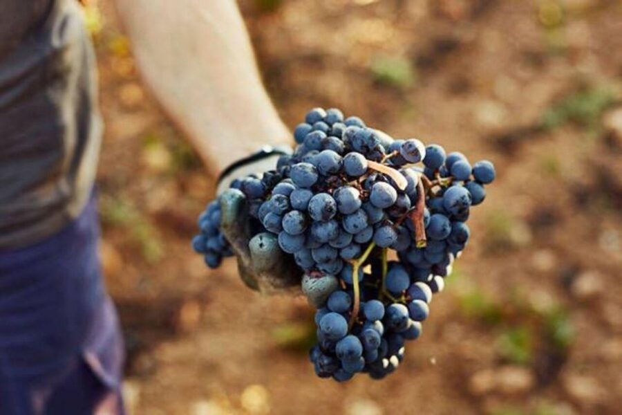 3 Best Wine Tours In Comporta