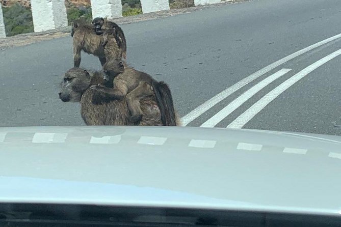 Small Group: Cape Peninsula & Table Mountain Full Day Tour. - Good To Know