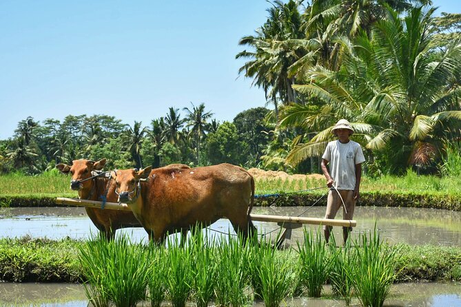 Small-Group Half-Day Hiking in Kastala Village Rice Terrace - Good To Know