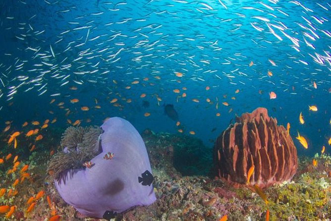 Small-Group Havelock Island Discover Scuba Diving Experience (Feb )