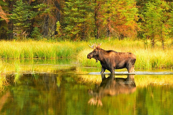 Small-Group Moose Wild Safari From Rovaniemi - Good To Know