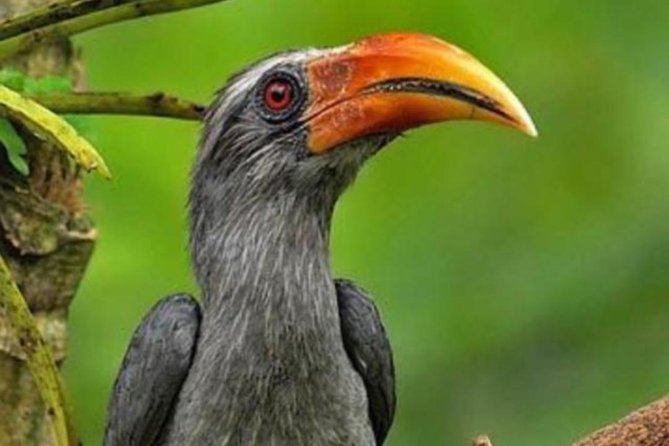 Small-Group Morning or Evening Birdwatching Tour, Thattekad  – Munnar