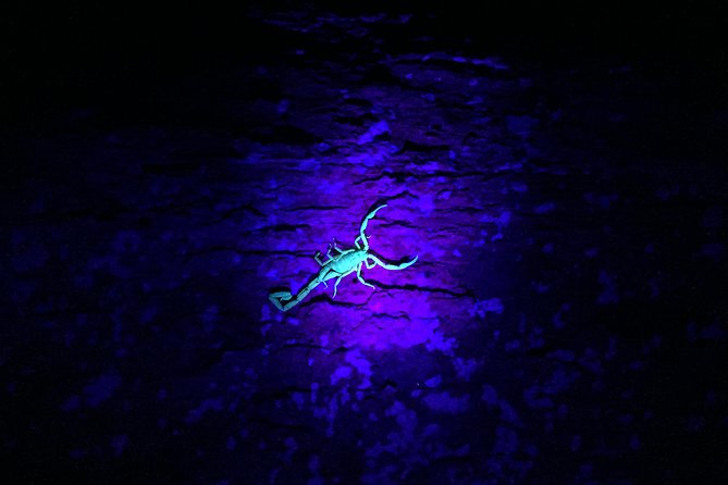 Small-Group Night Tour to See Nocturnal Animals, Monteverde - Puntarenas