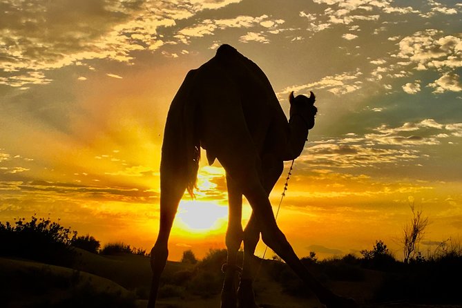 Small-Group Overnight Tour With Sunset Camel Ride, Thar Desert (Feb )