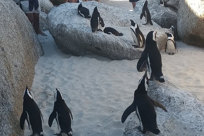 Small Group Tour to Cape of Good Hope and Boulders Beach Penguin - Good To Know