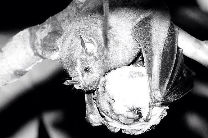 Small-Group Two-Hour Nighttime Wildlife Walk in the Forest  - Tortuguero - Good To Know