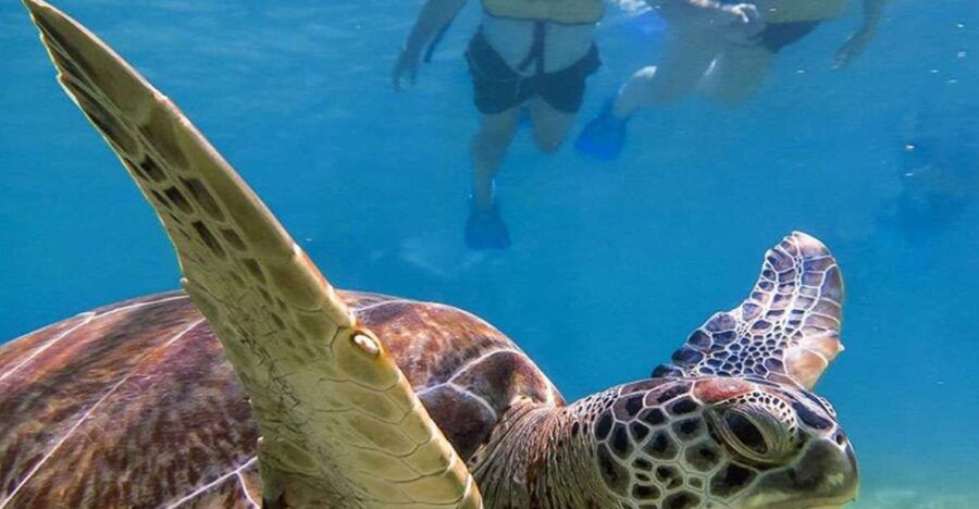 Snorkel Discovery - Turtles & Cenotes - Good To Know
