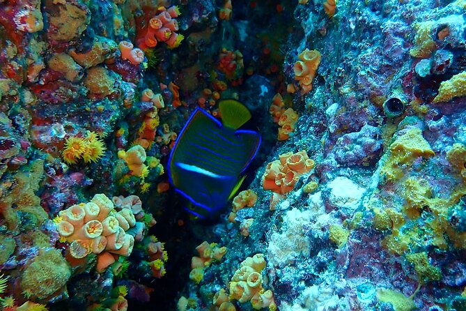 Snorkeling at Caño Island - Good To Know