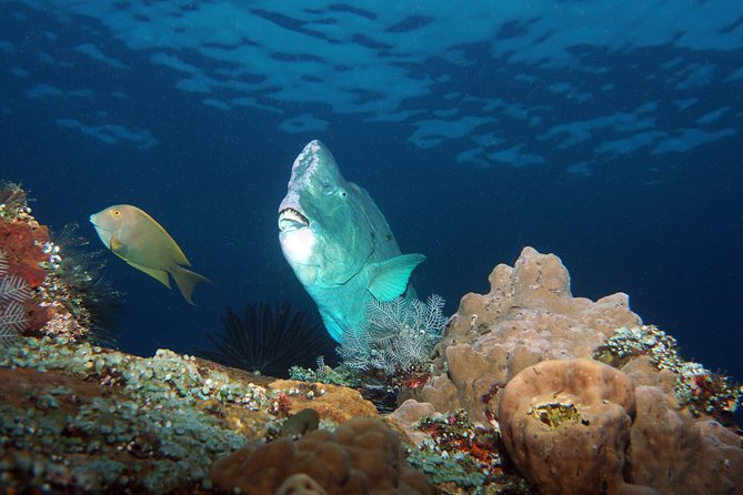 Snorkeling at Tulamben USAT Liberty Wreck