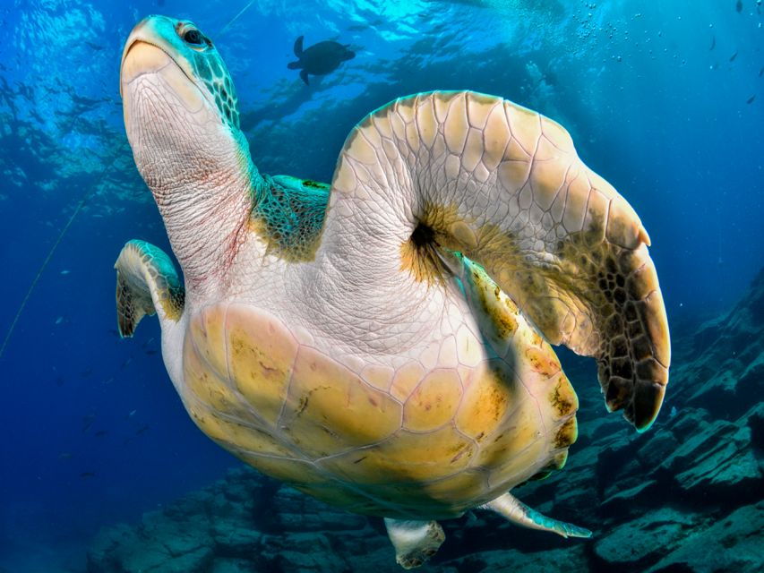Snorkeling Boat Trip in Marine Turtles Natural Habitat