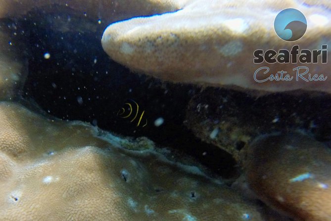 Snorkeling Costa Rica - Good To Know