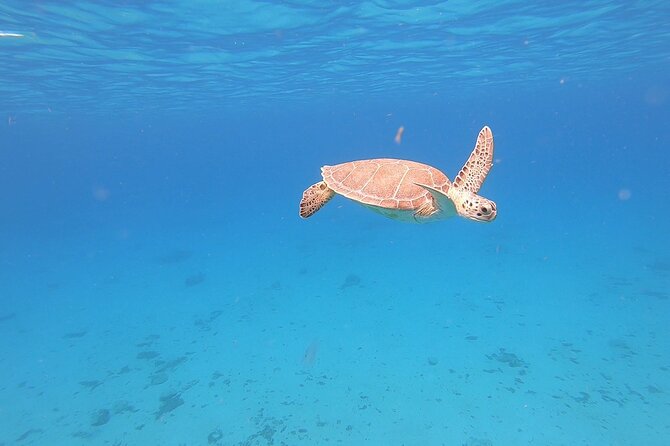 Snorkeling Gear Rental - Benefits of Renting Snorkeling Gear